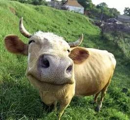 牛叫视频,探寻乡村生活的和谐旋律