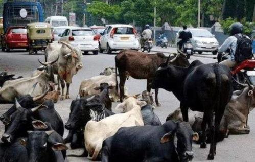 牛叫视频,探寻乡村生活的和谐旋律