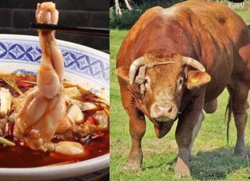 牛叫视频,探寻乡村生活的和谐旋律