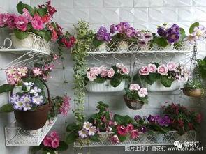 日本花实,探寻樱花与和果的浪漫传奇