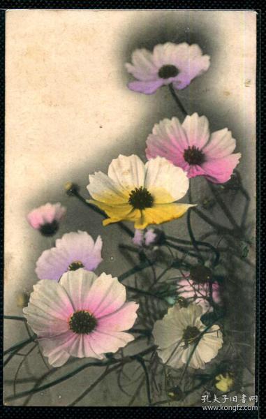 日本花实,探寻樱花与和果的浪漫传奇