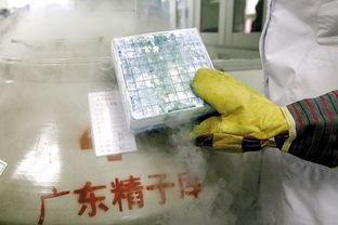 日本精子捐献图片,揭秘神秘捐献者背后的故事