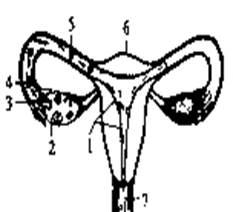 女性生值器图片,女性生殖系统结构图解与功能概述