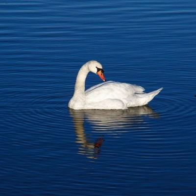 白天鹅图片,天鹅湖畔的优雅舞者