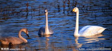 白天鹅图片,天鹅湖畔的优雅舞者