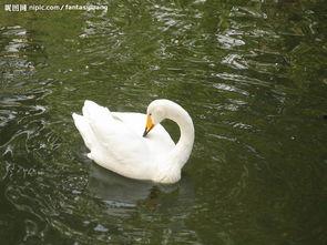 白天鹅图片,天鹅湖畔的优雅舞者