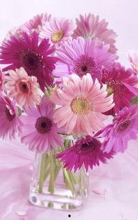 花卉图片大全大图唯美,花卉图片大全大图唯美赏析