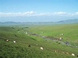 伊犁图片,丝路明珠的自然画卷