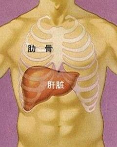肝脏在什么位置图片,人体内沉默的守护者之所在
