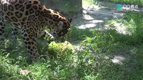 大猫吃黑瓜,探寻黑瓜的秘密之旅