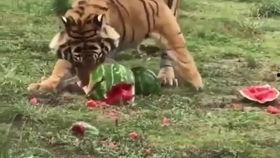 大猫吃黑瓜,探寻黑瓜的秘密之旅