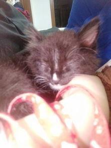 大猫吃黑瓜,探寻黑瓜的秘密之旅