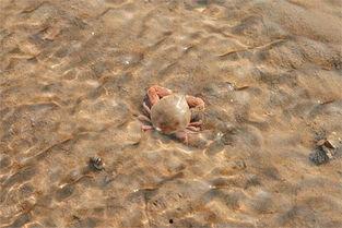 螃蟹游泳视频,揭秘海洋生物的独特生存技能
